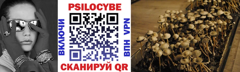 Псилоцибиновые грибы Cubensis  Боровичи 